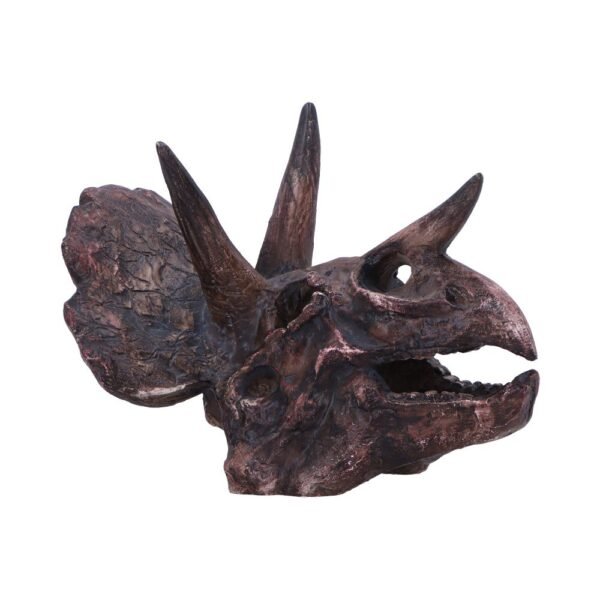 Triceratops Skull 14.5cm