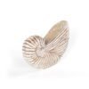 Whitewash Albasia Wood Shell Ornament